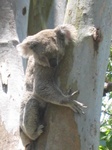 Noosa Koala