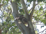 Noosa Koala