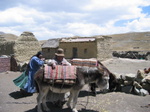 hike in Cordillera Real, our donkeys
