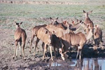 Kudu, Chobe