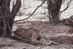 Cheetah, Savuti