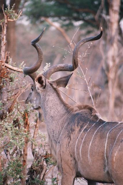 Lesser Kudu, Moremi