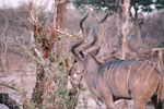 Lesser Kudu, Moremi