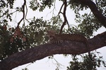 Leopard, Savuti