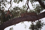 Leopard, Savuti