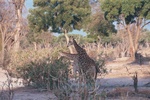 Giraffe, Moremi
