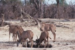 Greater Kudu, Moremi