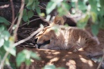 Sleeping Lioness, Moremi