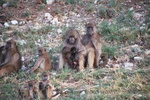 Baboons, Chobe