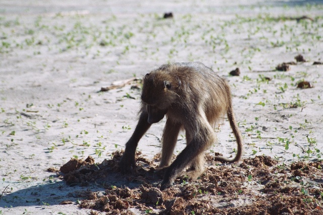 Baboon looking for nuts in Elephant dung