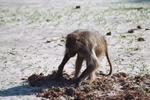 Baboon looking for nuts in Elephant dung