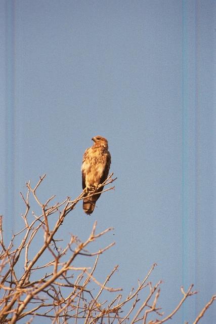Tawny Eagle, Chobe