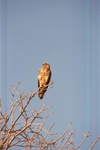 Tawny Eagle, Chobe
