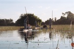 Makoros in Okavango Delta