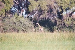 Giraffe, Okavango Delta