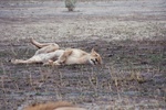 Injured Lioness, Savuti
