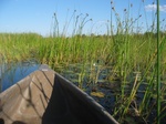 Makoro, Okavango Delta