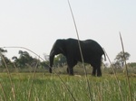 Okavango Delta