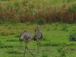 Rehas or something like that, Pantanal