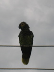 wet parakeet