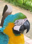 yellow macaw