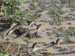 baby caimans