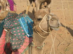 My Camel