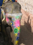 Jaipur Elephant