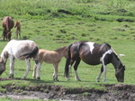 horses everywhere in Mongolia