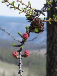 buds on the pine trees