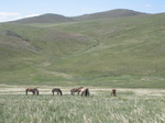 Khustai National Park and the last wild horses remaining on earth:  Takhi Horse
