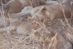 Lion Cub, Ruaha NP, Tanzania