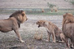 Lioness in Self Defense, Savuti, Botswana