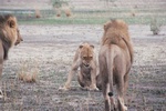 Lioness in Self Defense, Savuti, Botswana