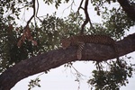 Leopard, Savuti NP, Botswana