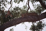 Leopard, Savuti NP, Botswana