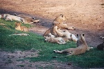 Healthy Lion Pride, Ruaha NP, Tanzania