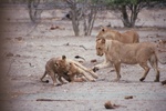 Playful Lions, Savuti NP, Botswana