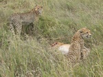 Cheetahs on Fresh Kill, Serengetti NP, Tanzania ( Jeff Dallas Pic )