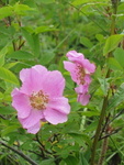 Wild Rose, Kamchatka, Russia