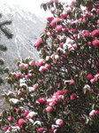 Rhodadendrums between Penboche and Namche Bazar