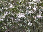 White Rhodadendrums