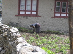 tending the garden