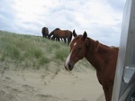 wild horses on beach, surf trip