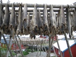 the Napa Valley of Cod Drying