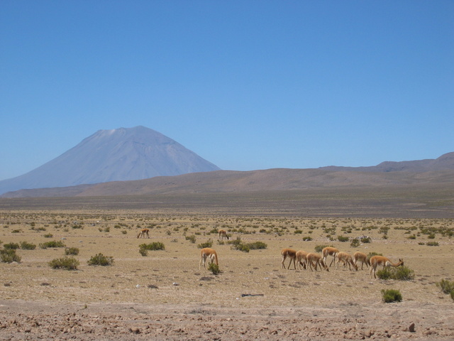 Vicunas ( wild cameloids, llama type guys ) near Colca Canyon