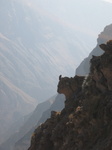 Colca Canyon, see Condor