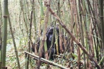 Uganda Gorillas