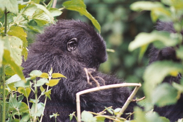 Rwanda Gorillas