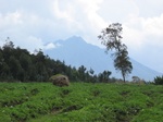 Rwanda, near the gorillas